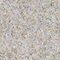 Nova Pearl Nova Pearl